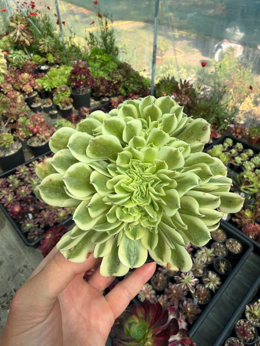 Green Médusa cristé
