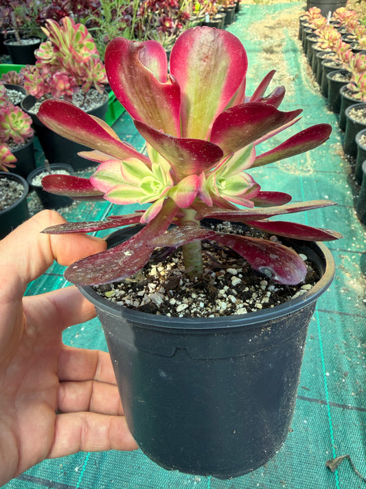 Aeonium Médusa
