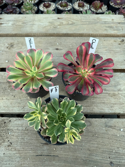 Lot 3 aeoniums