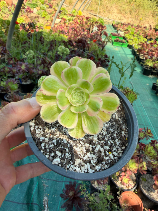 Rubrolineatum