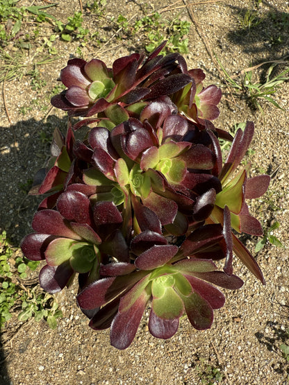 Velour cristé