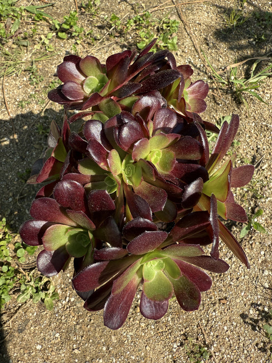 Velour cristé