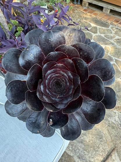 Deep Purple