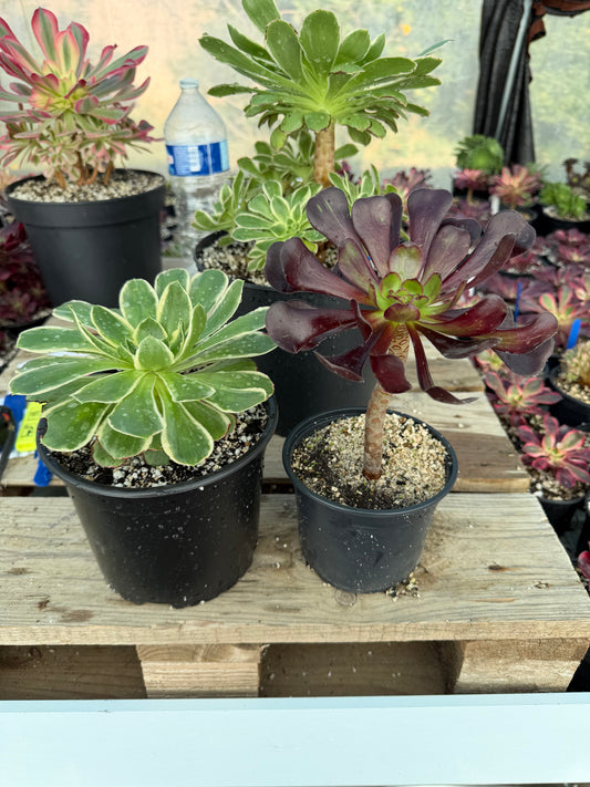 Lot 2 aeoniums