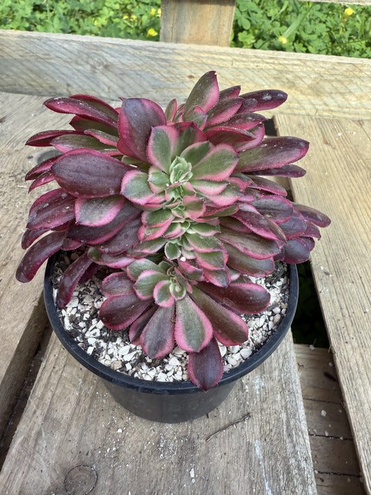 Médusa cristé 01