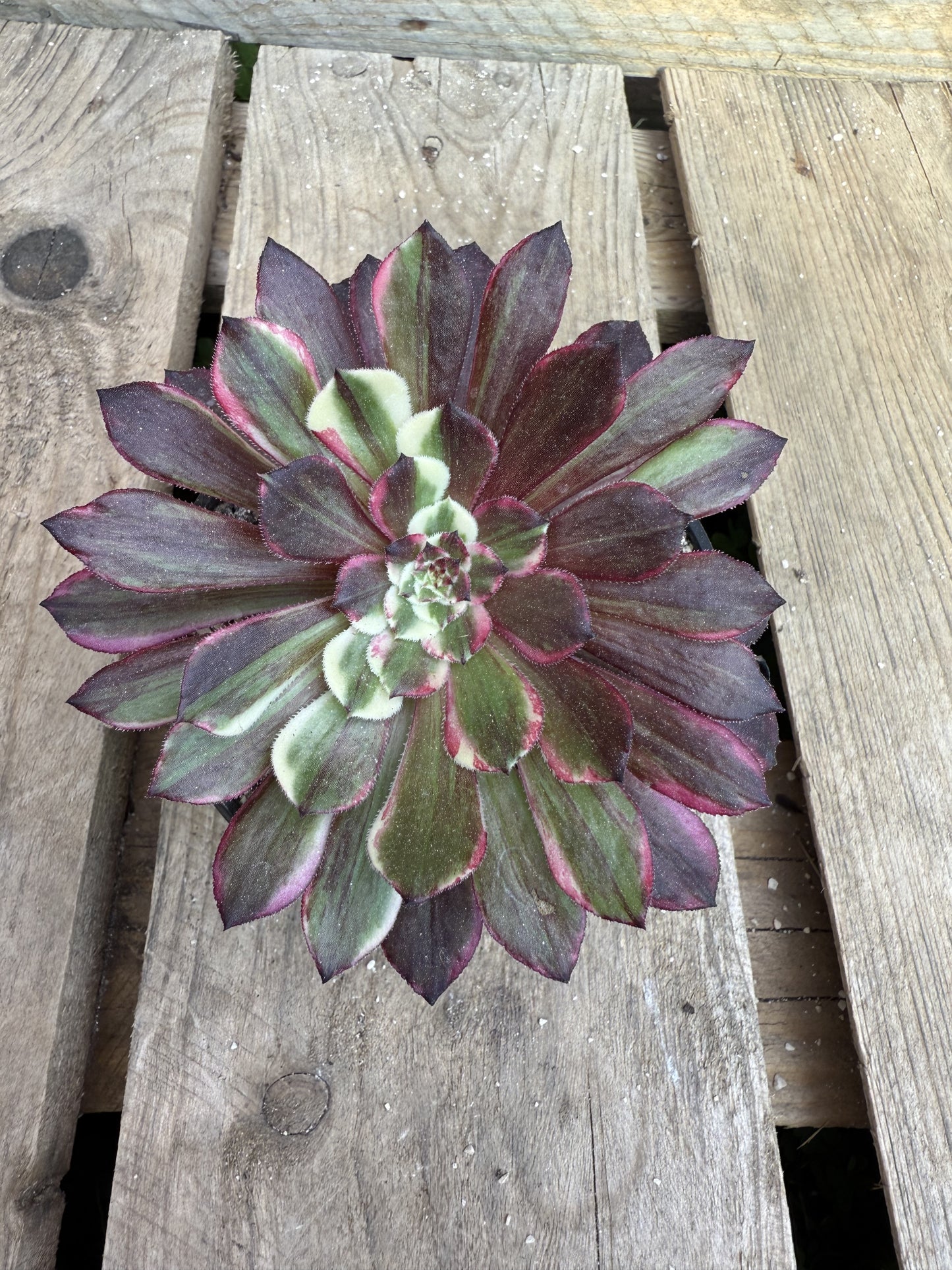 Copper Flower