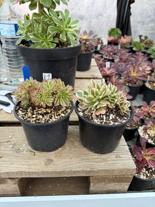 Lot 2 cristés