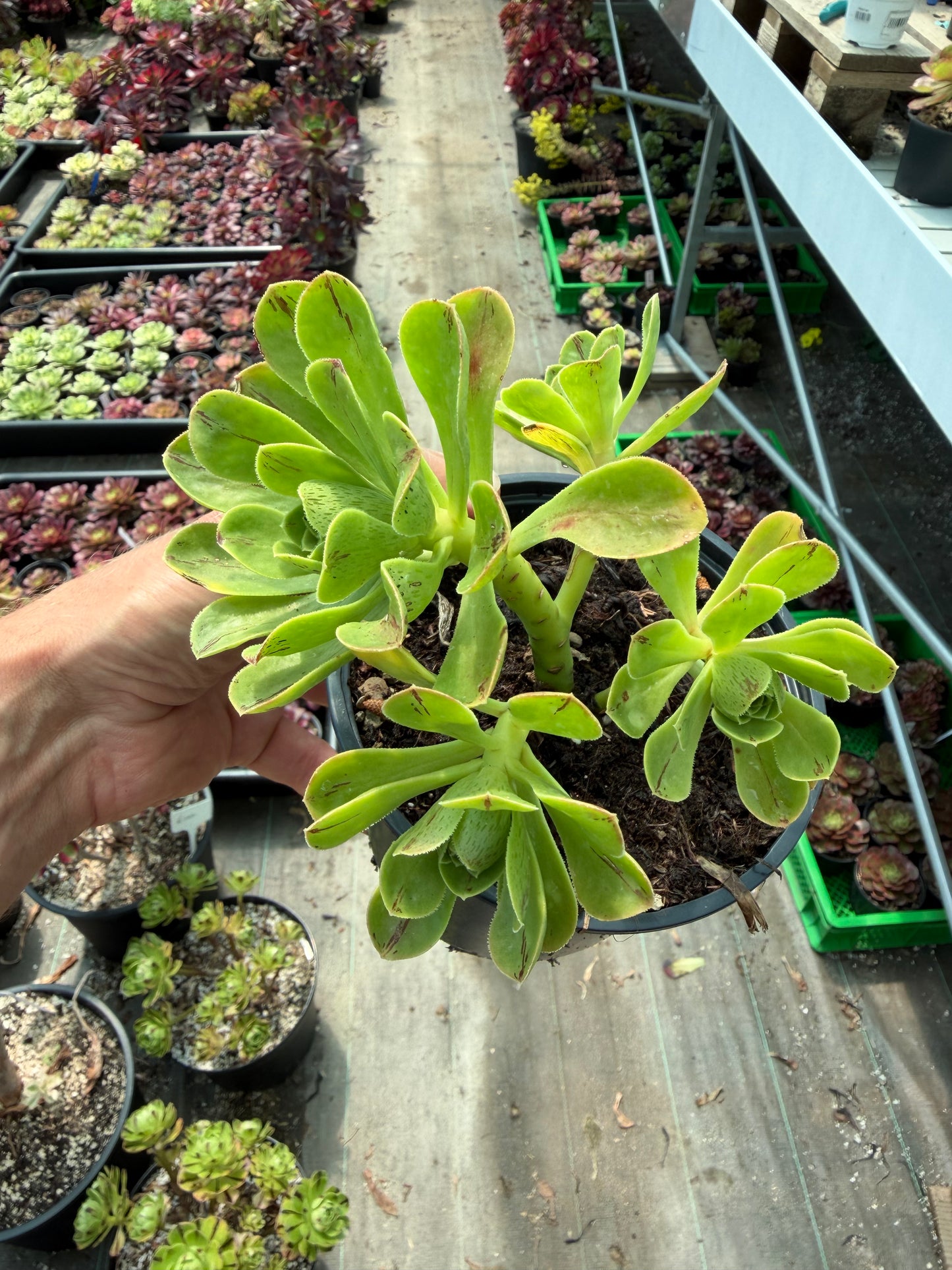 Holospathulatum