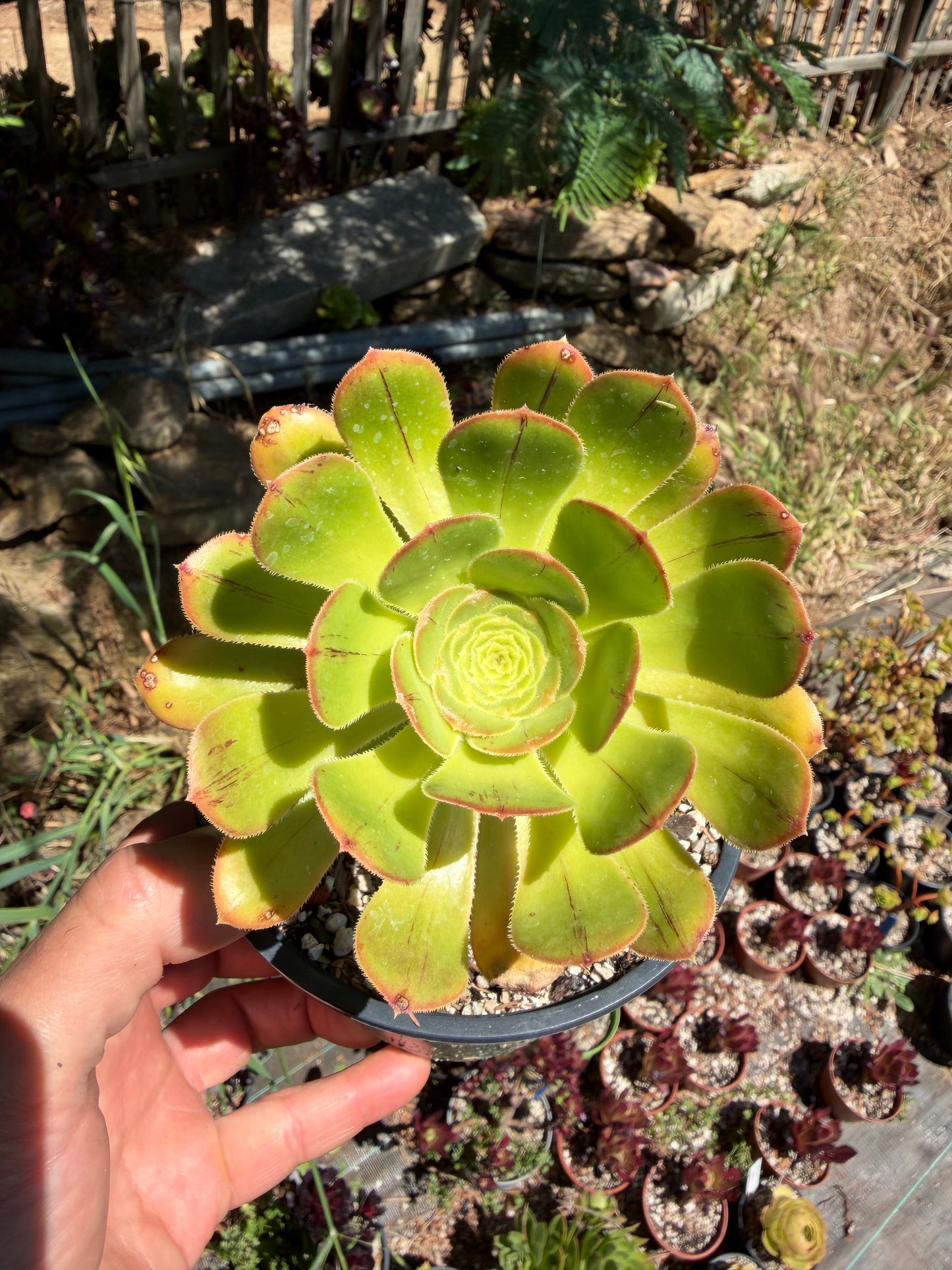 Rubrolineatum