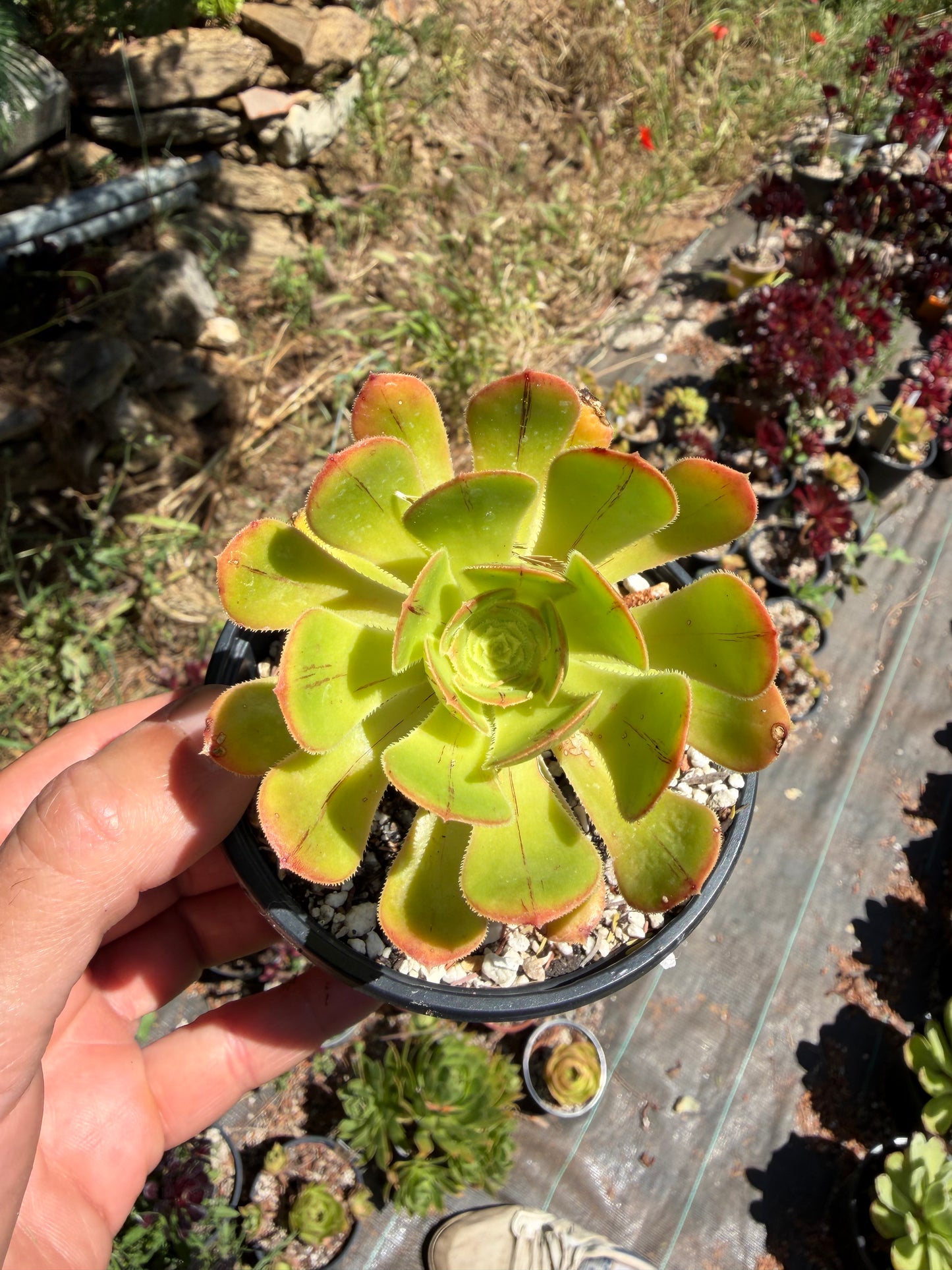 Rubrolineatum