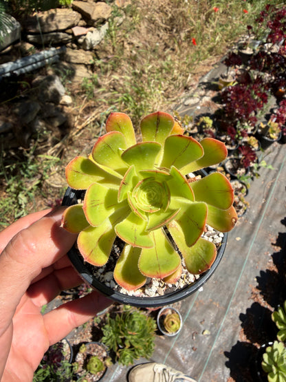 Rubrolineatum