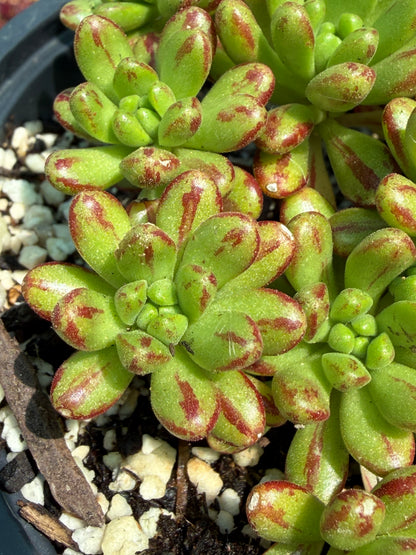 Sedifolium