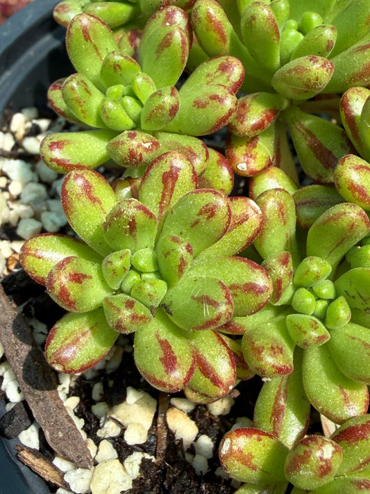 Sedifolium