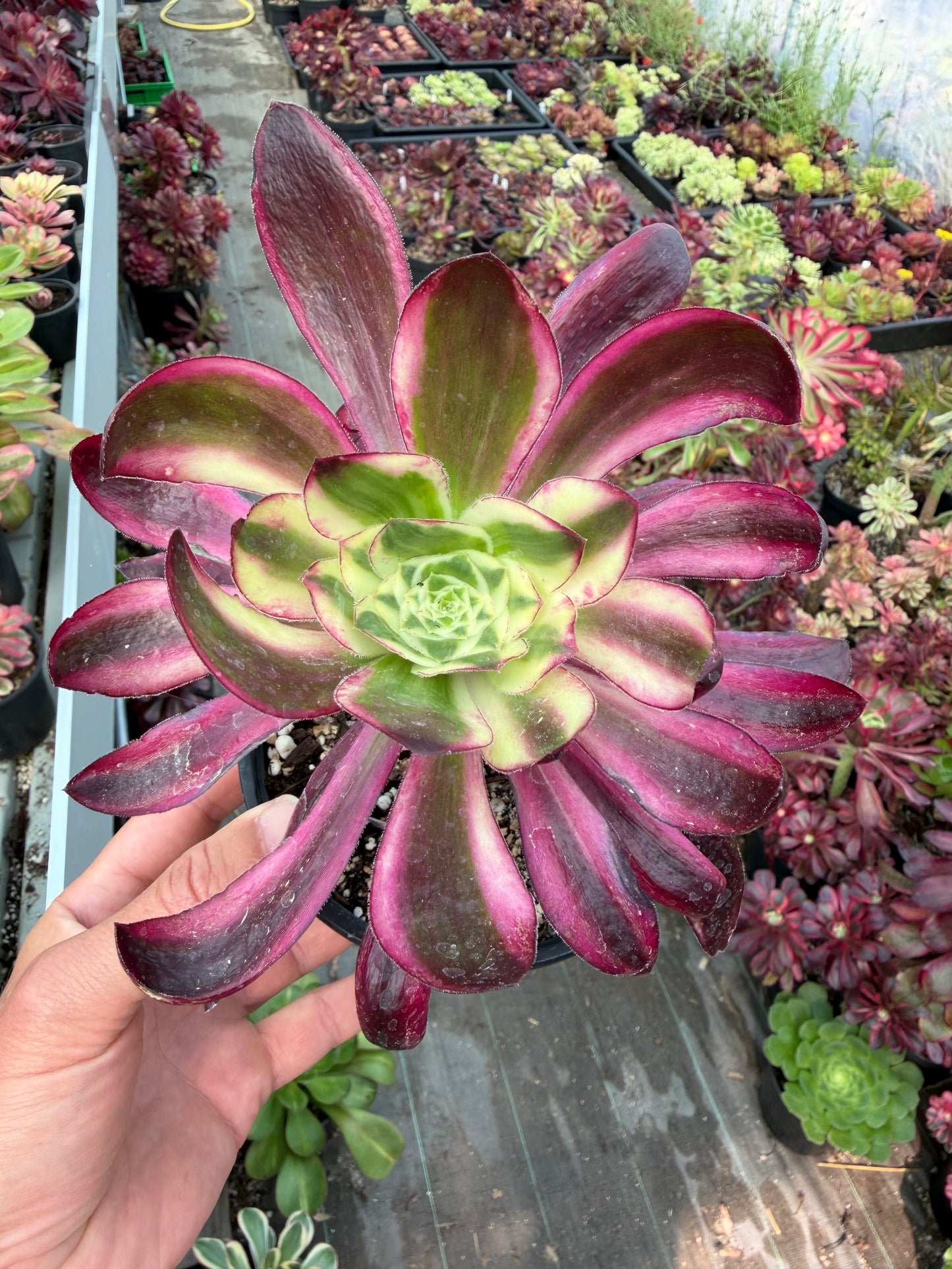 Voodoo Purple Flame