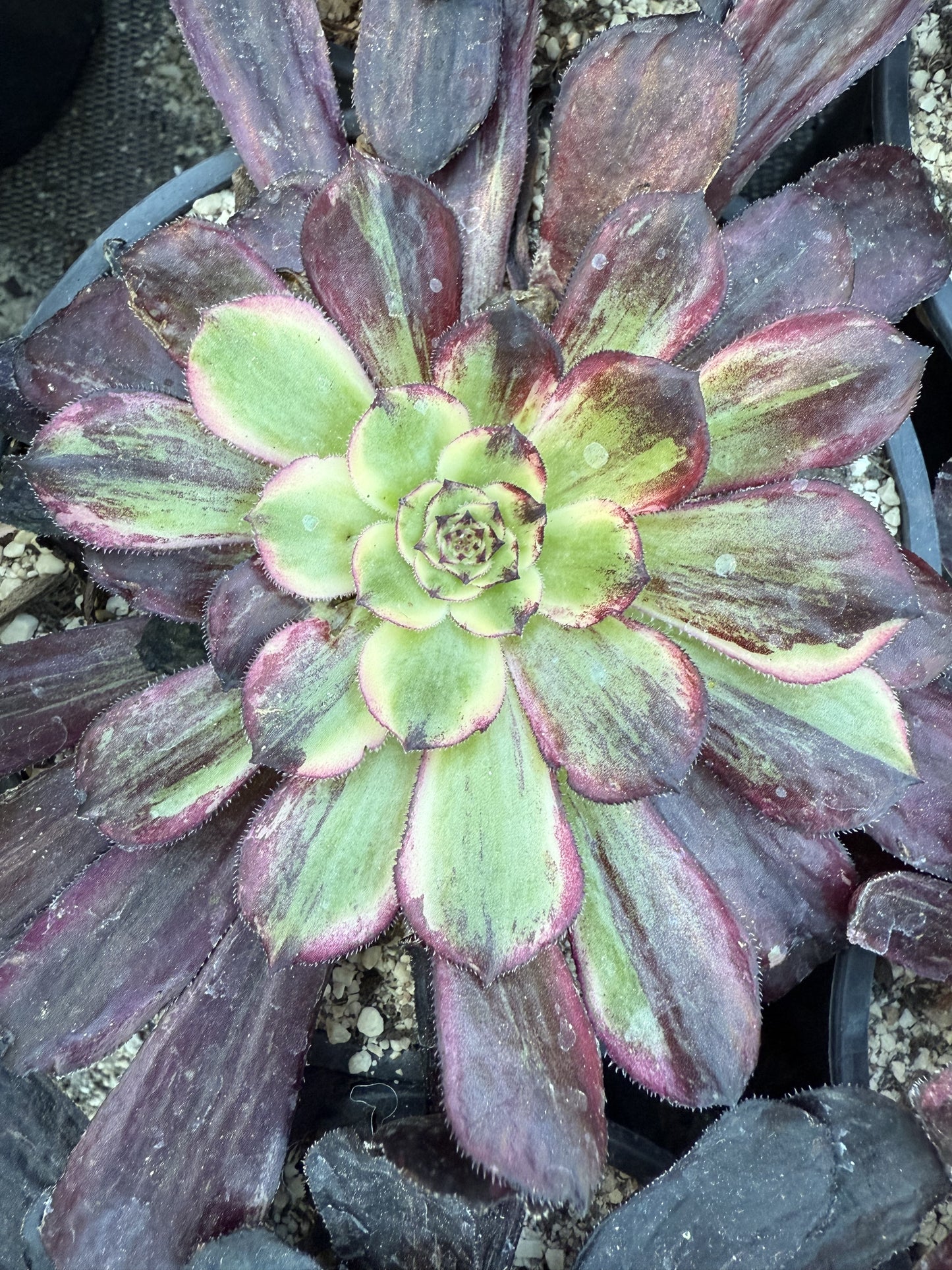 Dark orchid