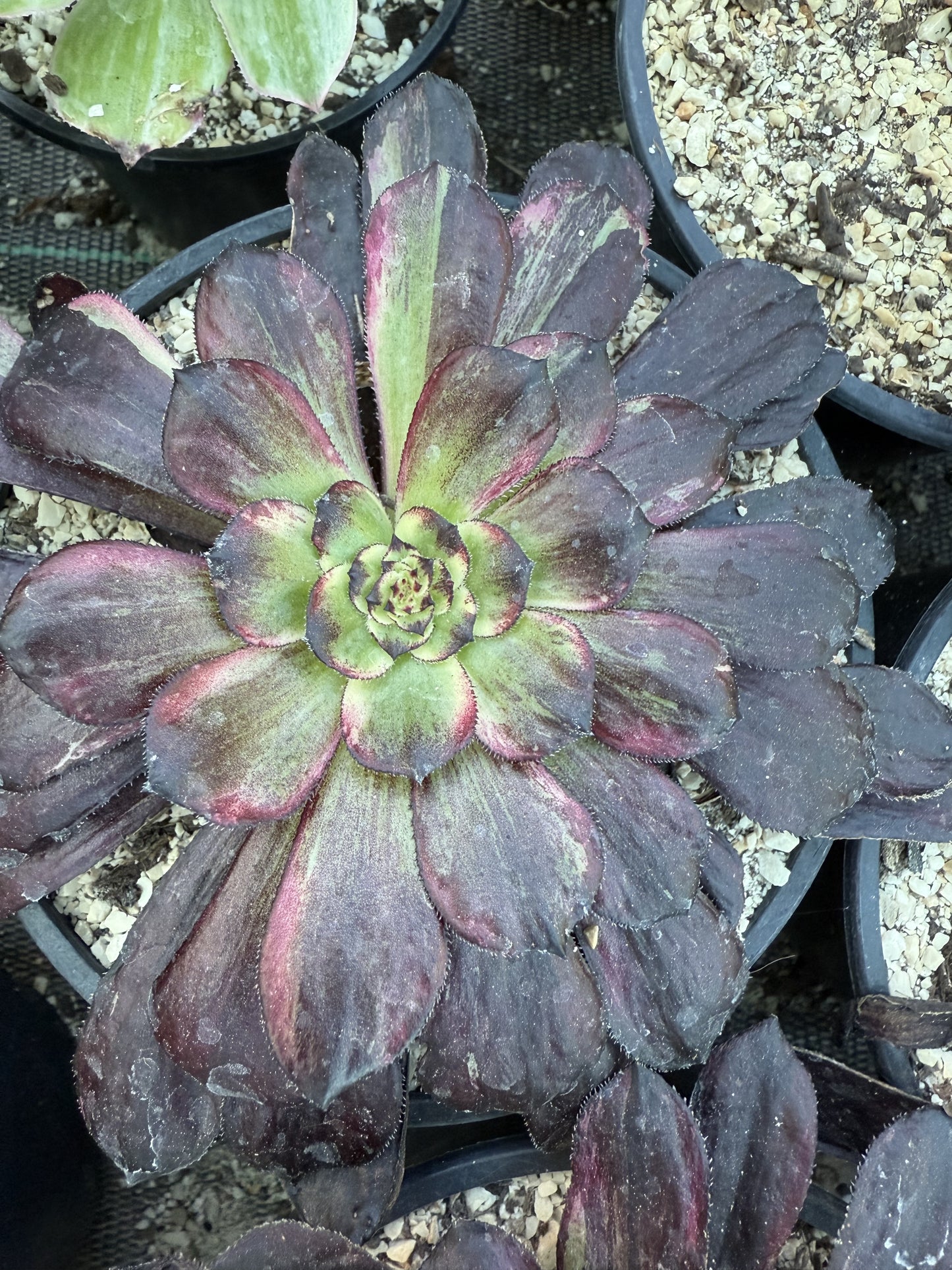 Dark orchid