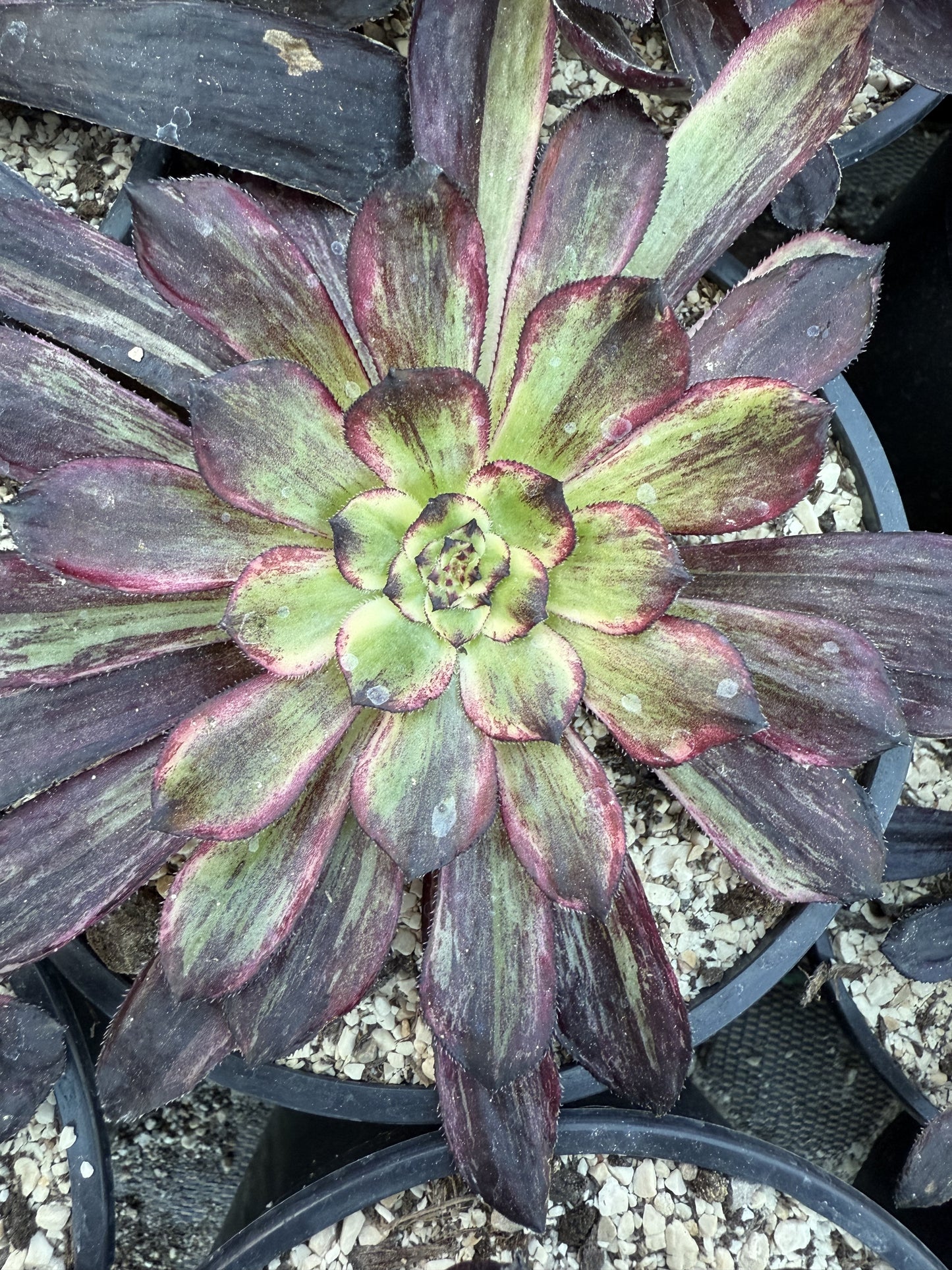 Dark orchid