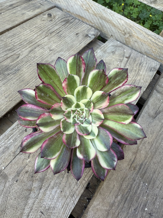 Copper Flower