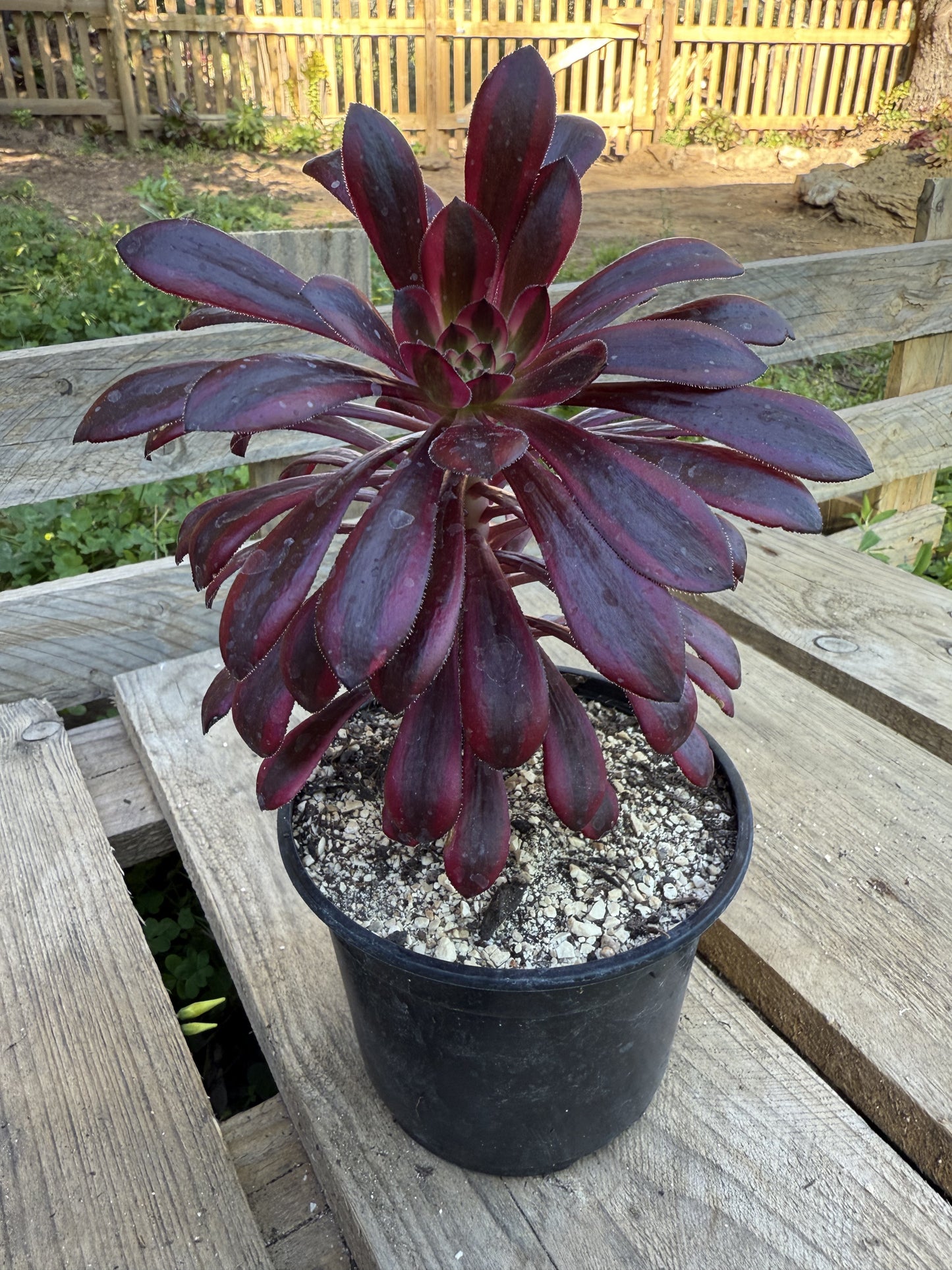 Zwartkop variegata
