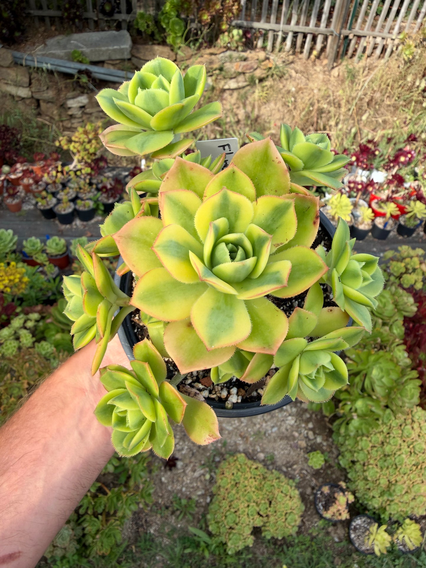 Aeonium Floresens