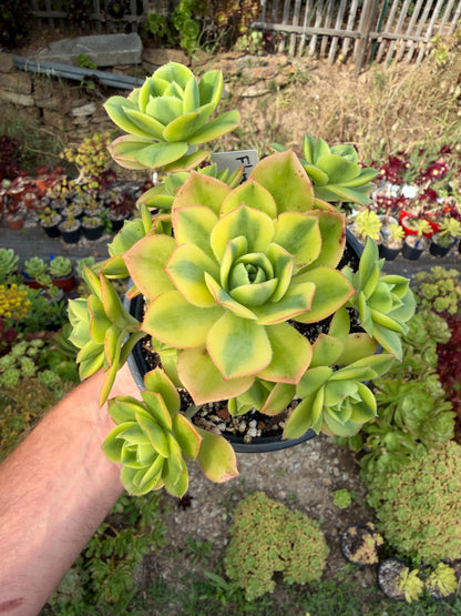 Aeonium Floresens