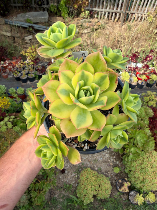 Aeonium Floresens