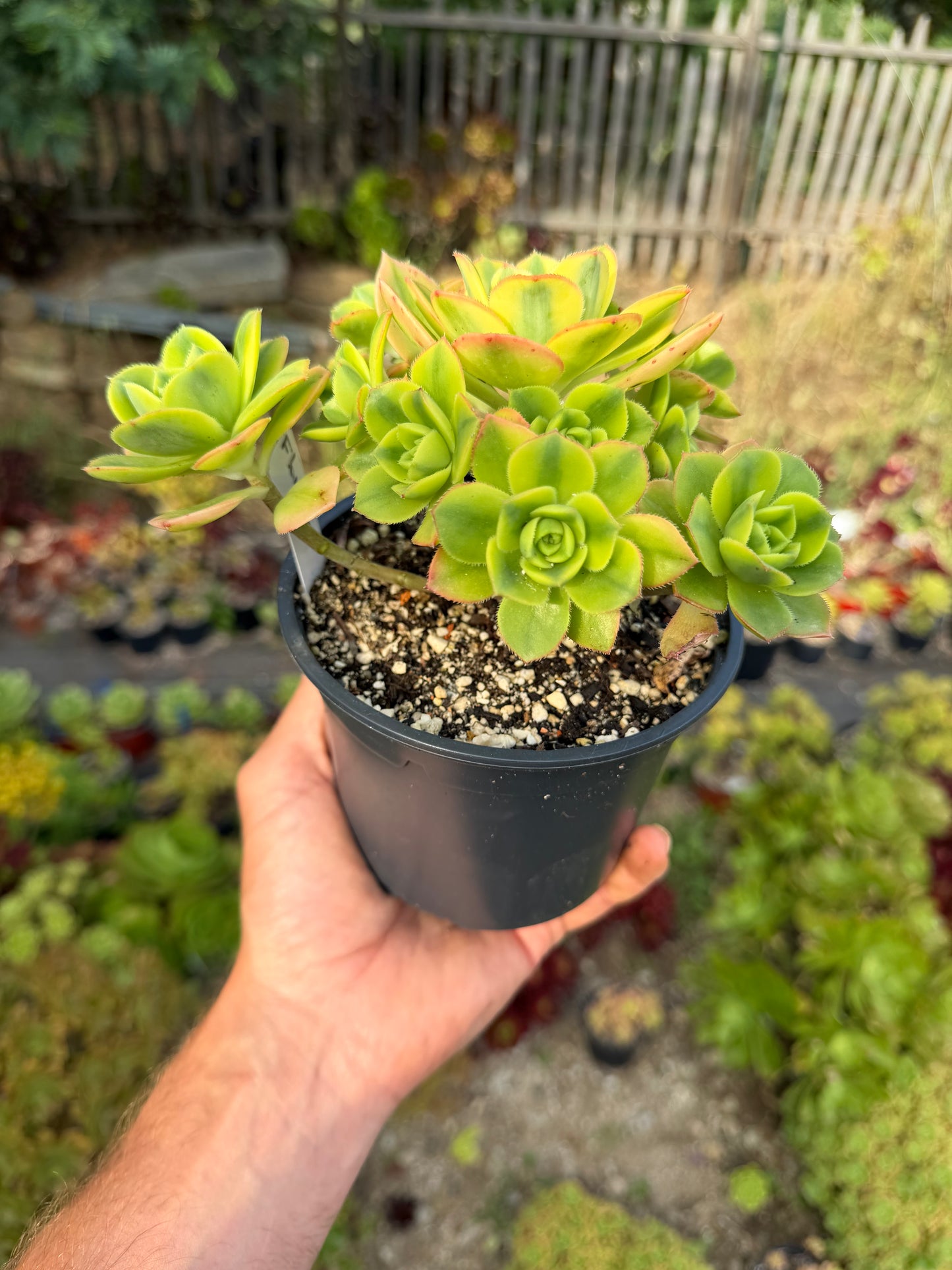 Aeonium Floresens