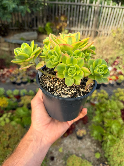 Aeonium Floresens