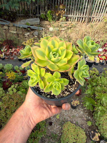 Aeonium Floresens
