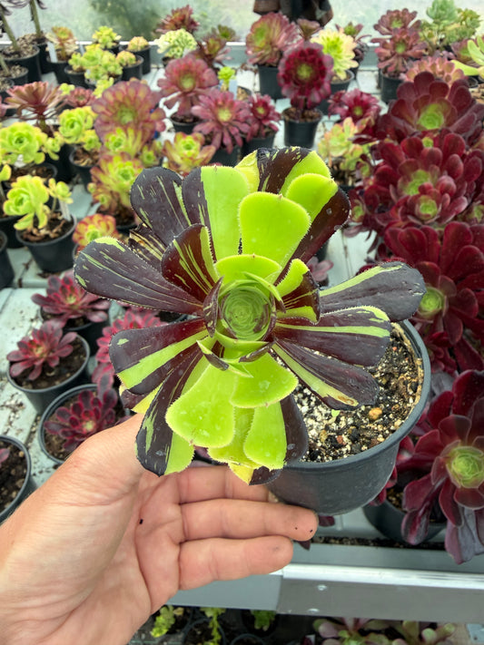 Aeonium Zwartkop bigbang 01