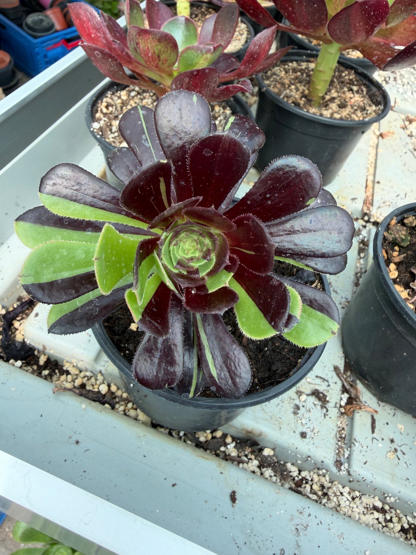 Aeonium Zwartkop bigbang 02