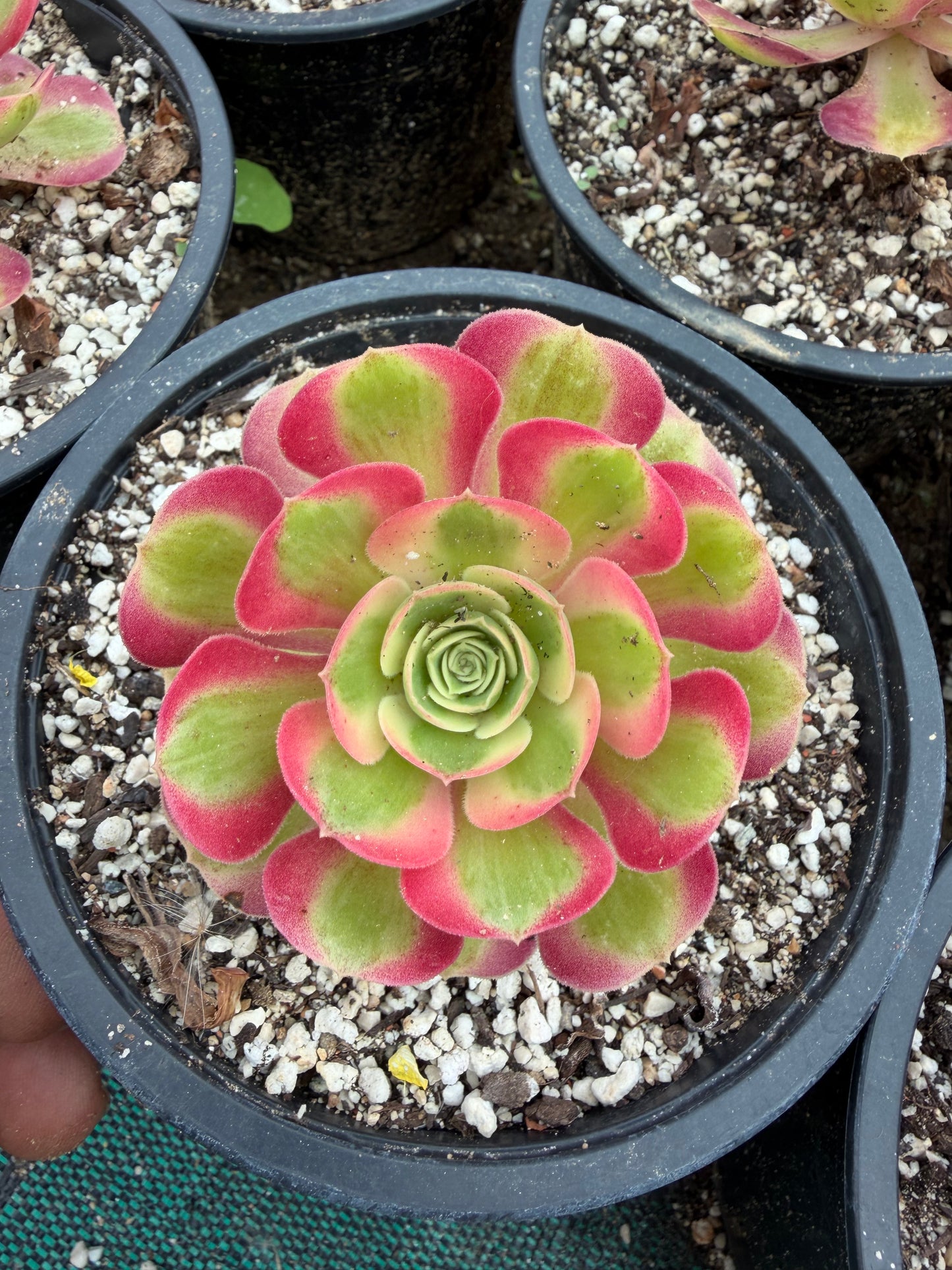 Pink Witch