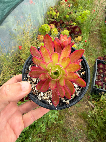 Phœnix Flame Variegata