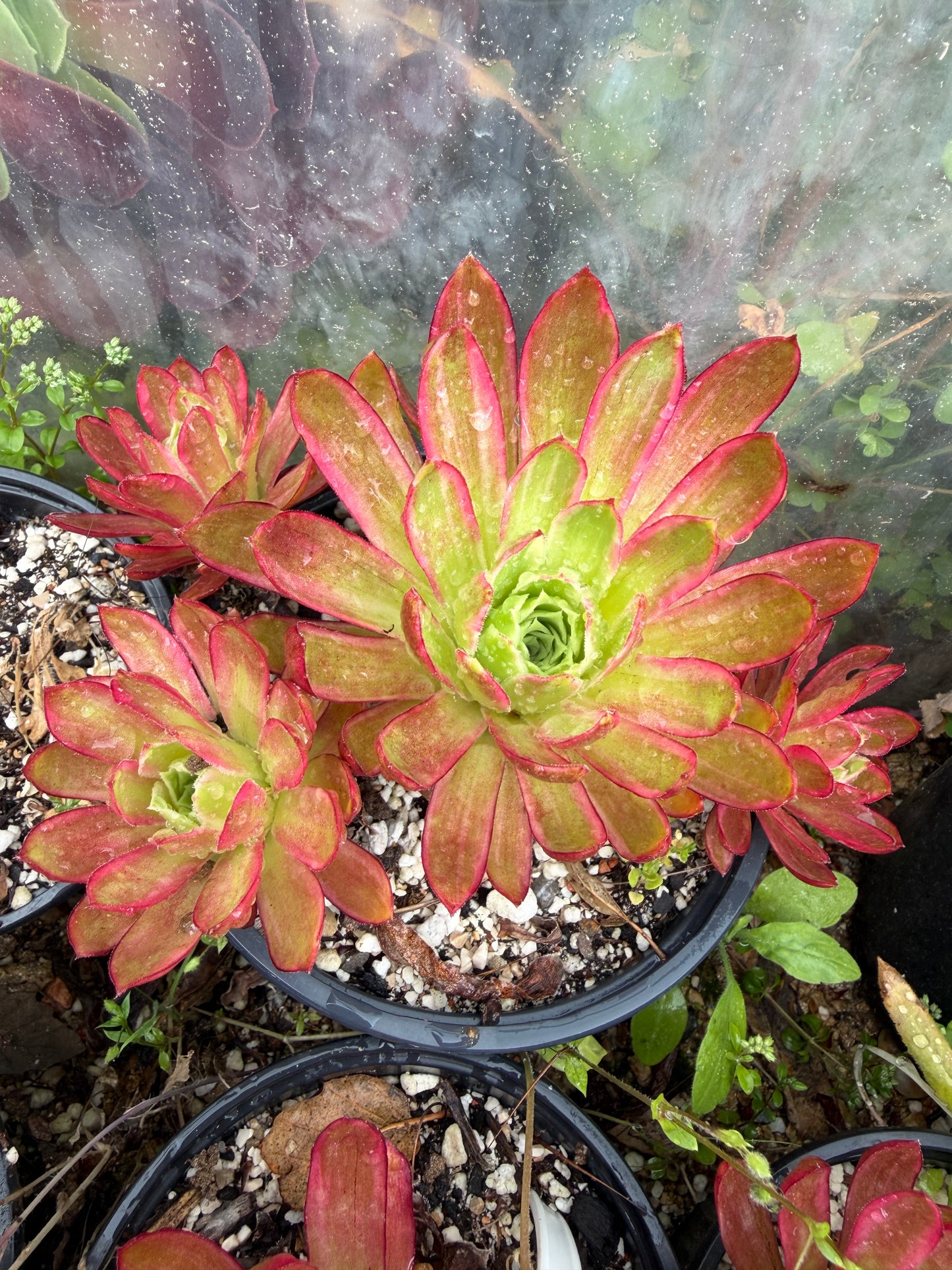 Phœnix Flame Variegata