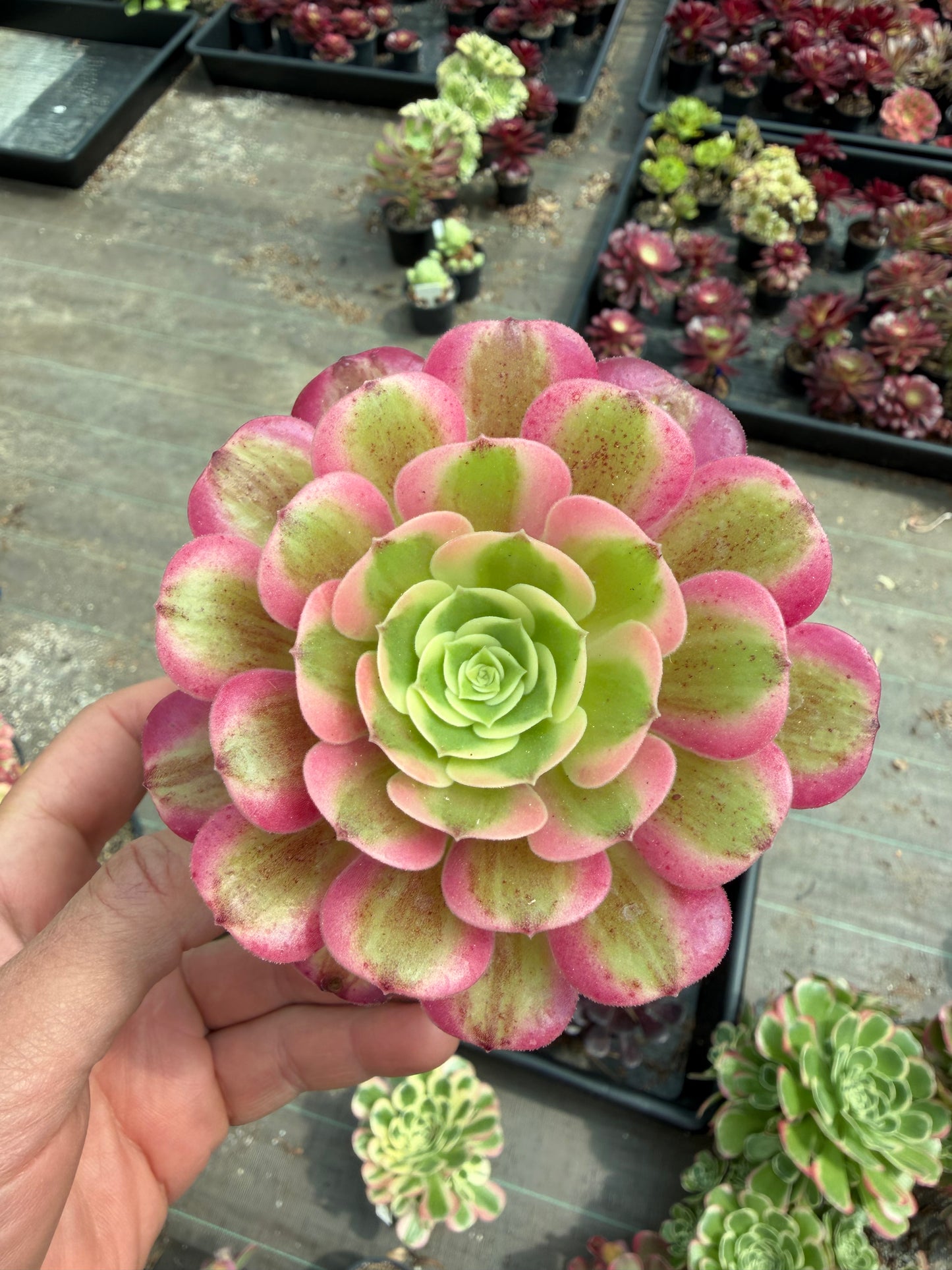 Pink médusa