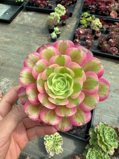Pink médusa