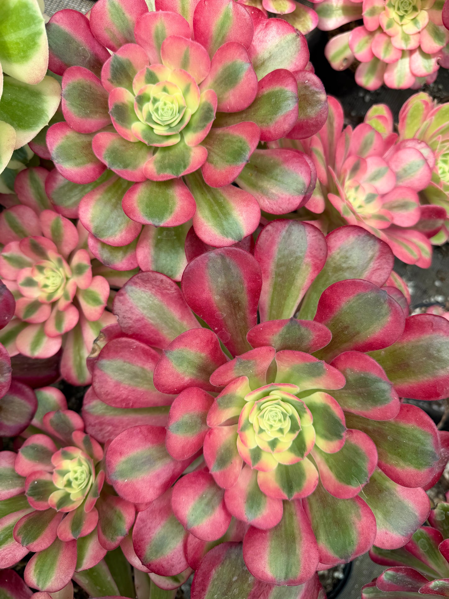 Pink médusa