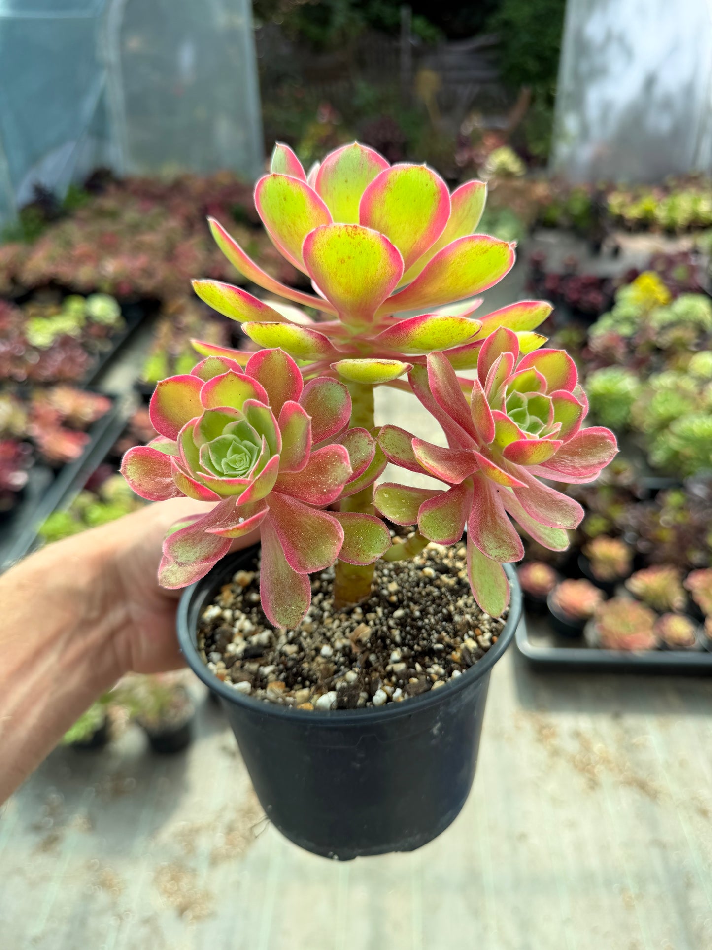 Aeonium Pink Fairy 01
