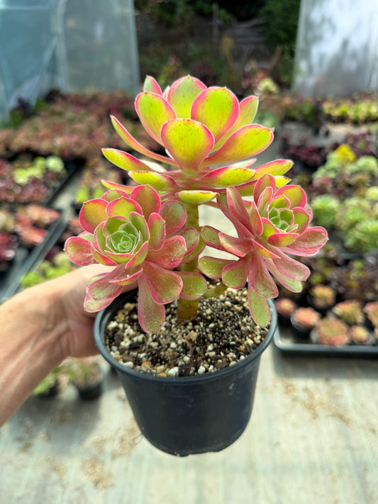 Aeonium Pink Fairy 01