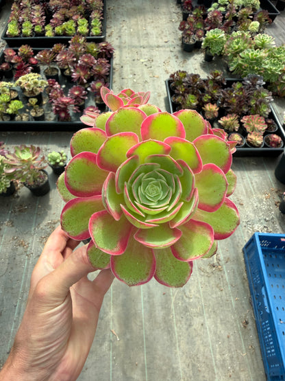 Aeonium Pink Fairy 01