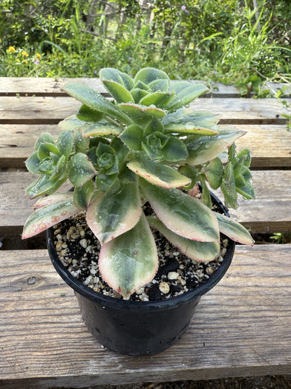 Floresens