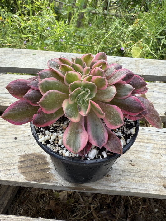 Pink Lady cristé