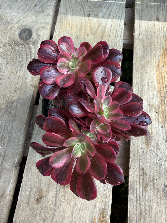 Médusa cristé 03