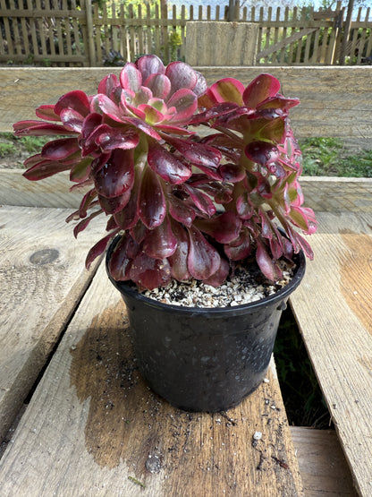 Médusa cristé 03
