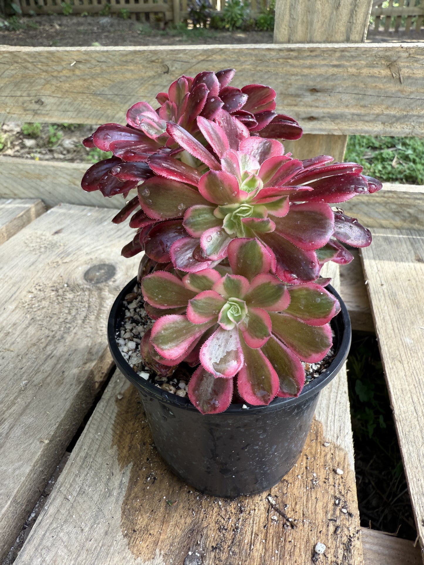 Médusa cristé 03