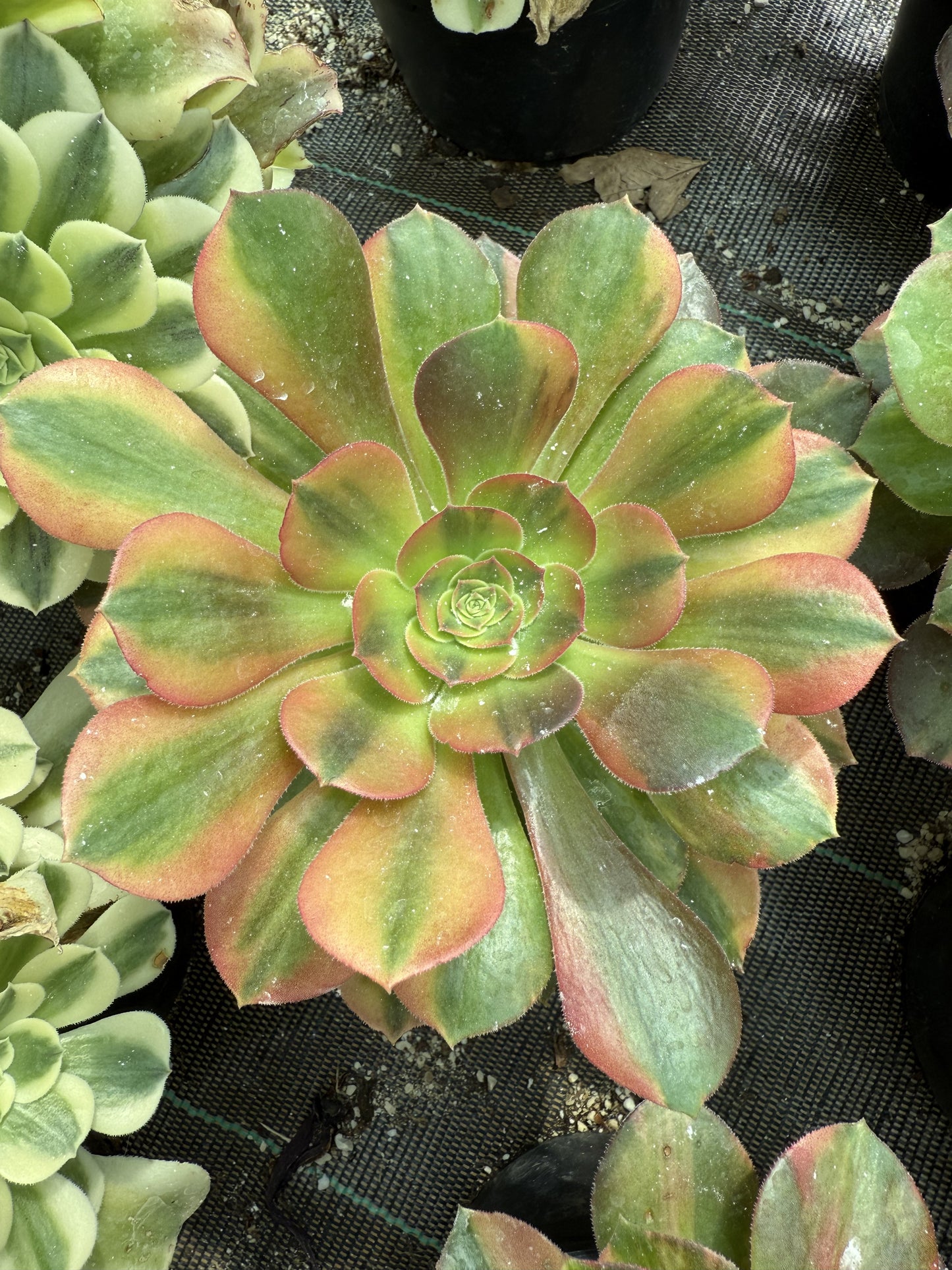 Blushing Beauty Rainbow