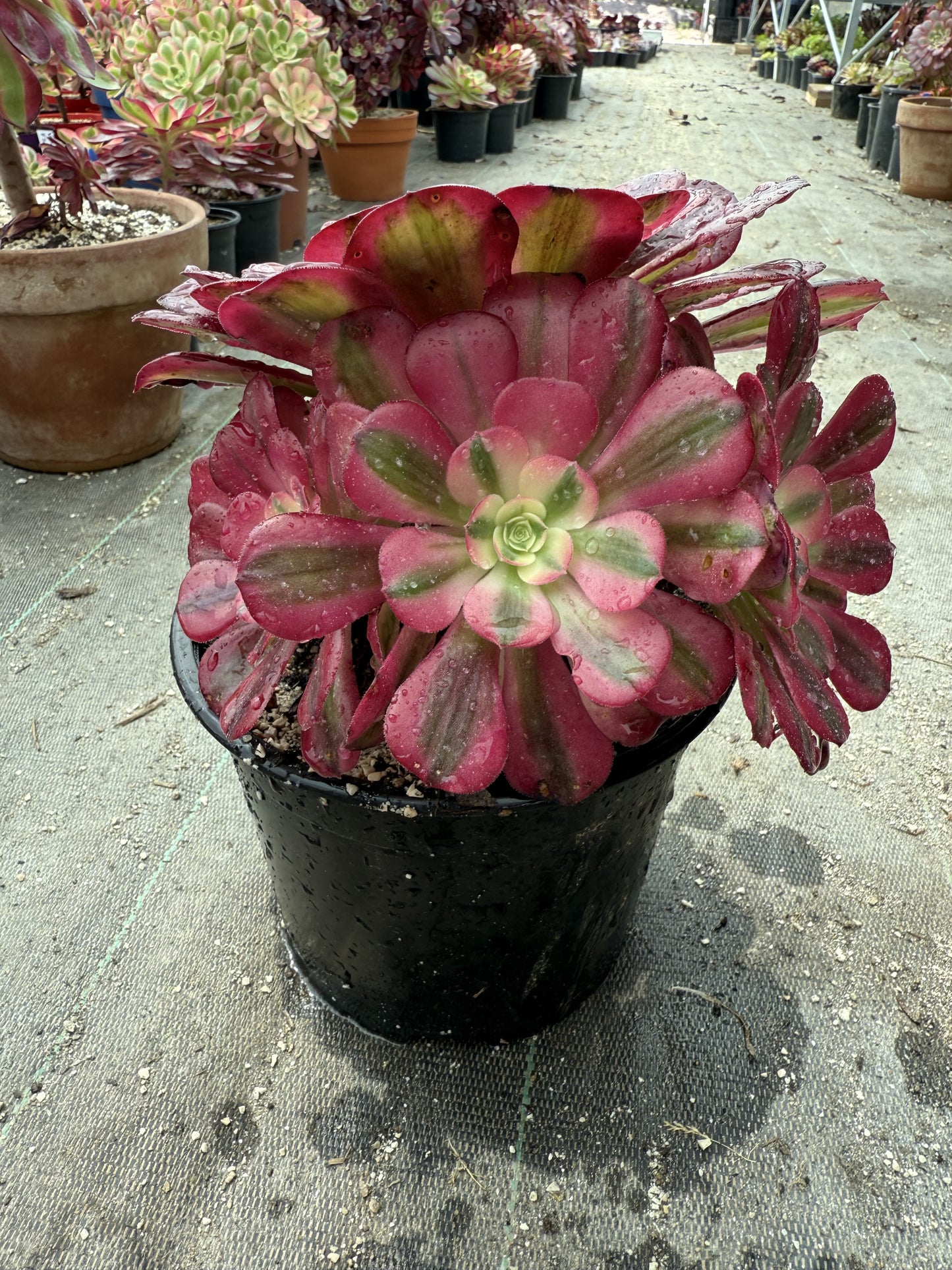 Médusa 03