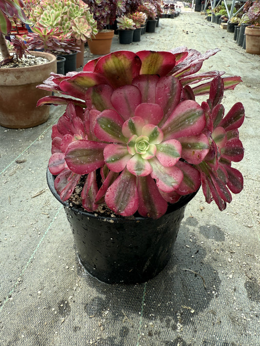 Médusa 03