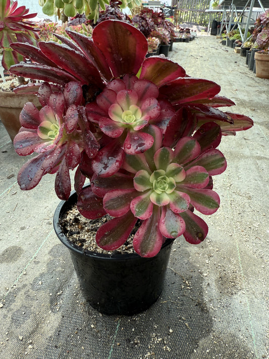 Médusa 01