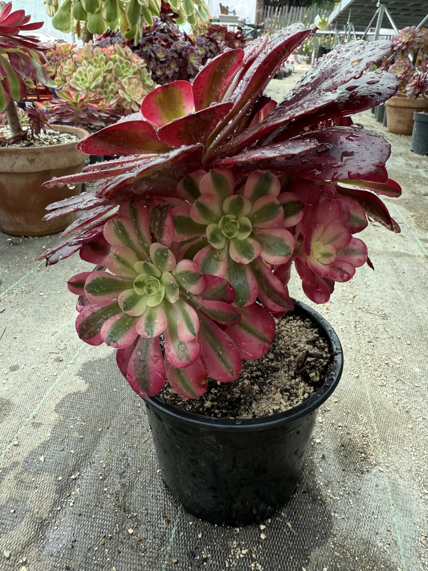 Médusa 01